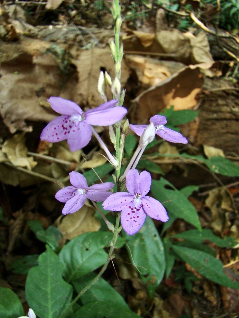 Pseuderanthemum crenulatum photo 5
