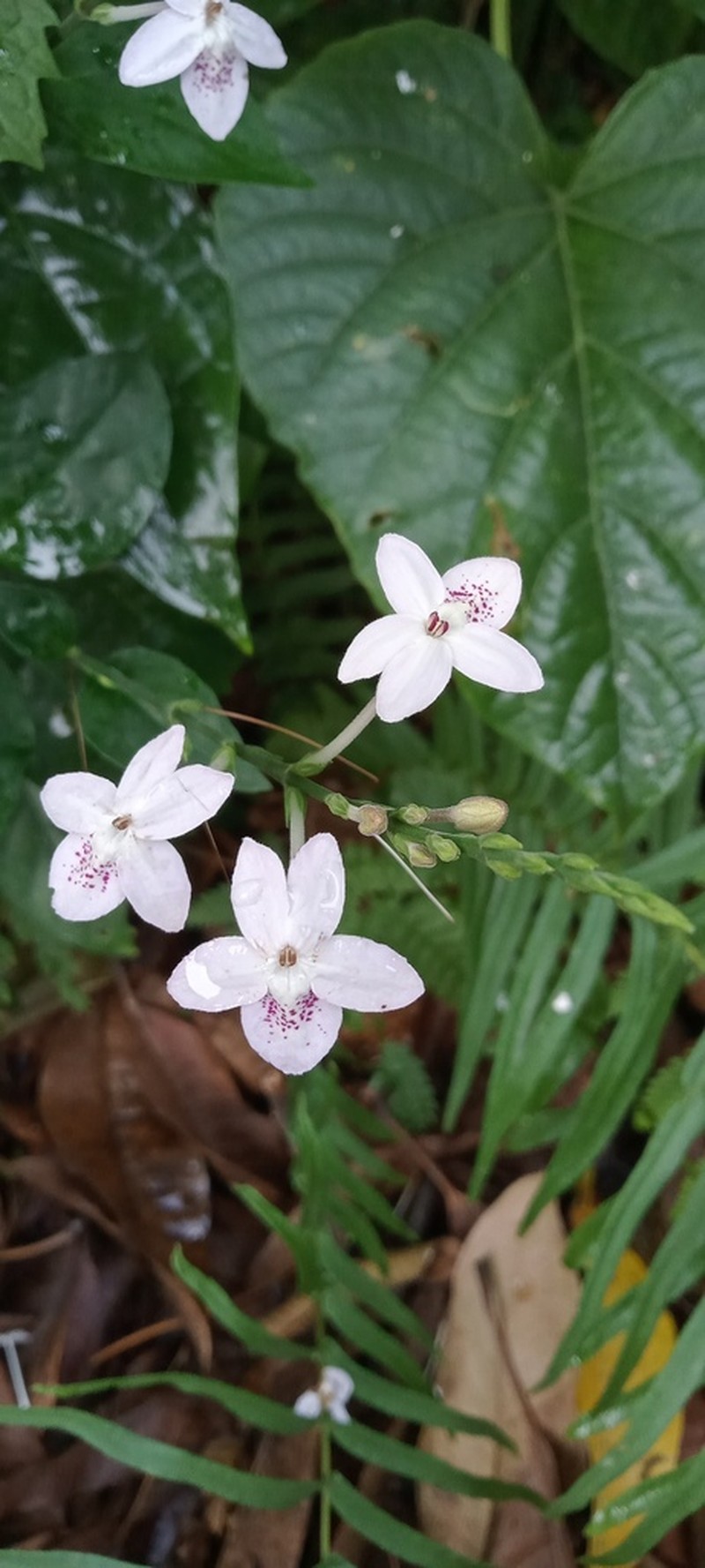 Pseuderanthemum crenulatum photo 6