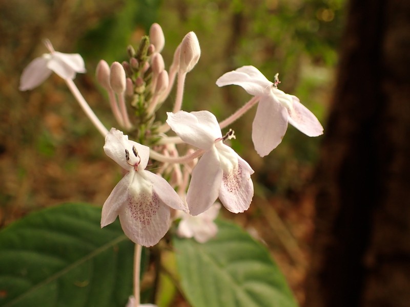Pseuderanthemum crenulatum photo 7
