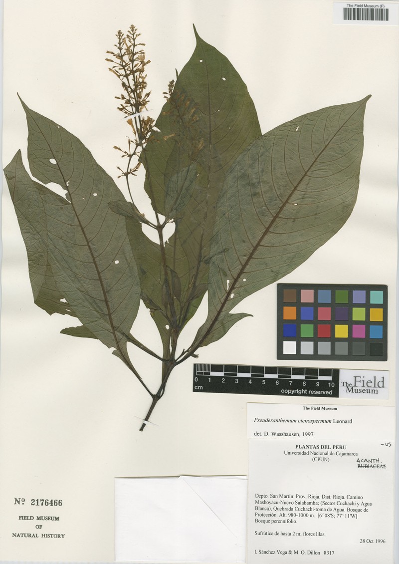 Pseuderanthemum ctenospermum