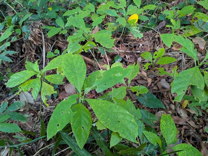 Pseuderanthemum curtatum