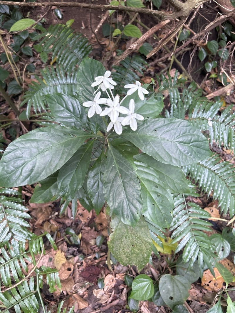 Pseuderanthemum curtatum photo 2