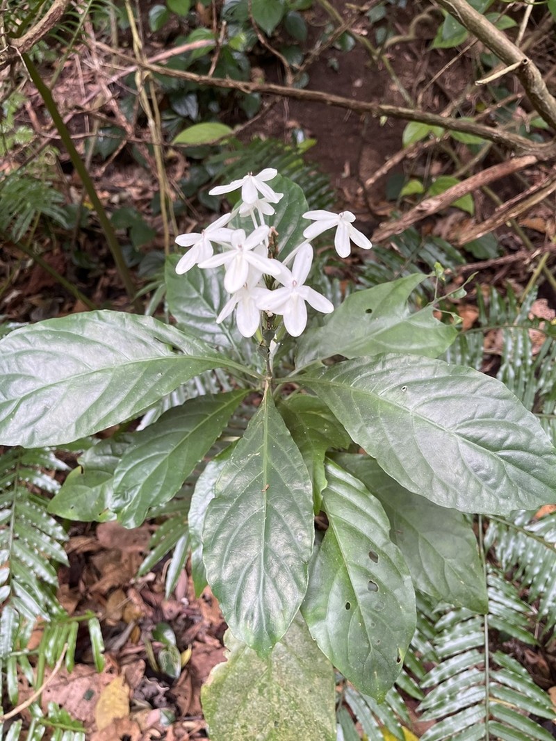 Pseuderanthemum curtatum photo 3