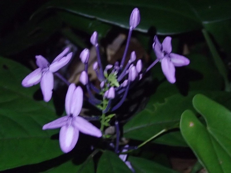 Pseuderanthemum curtatum photo 4