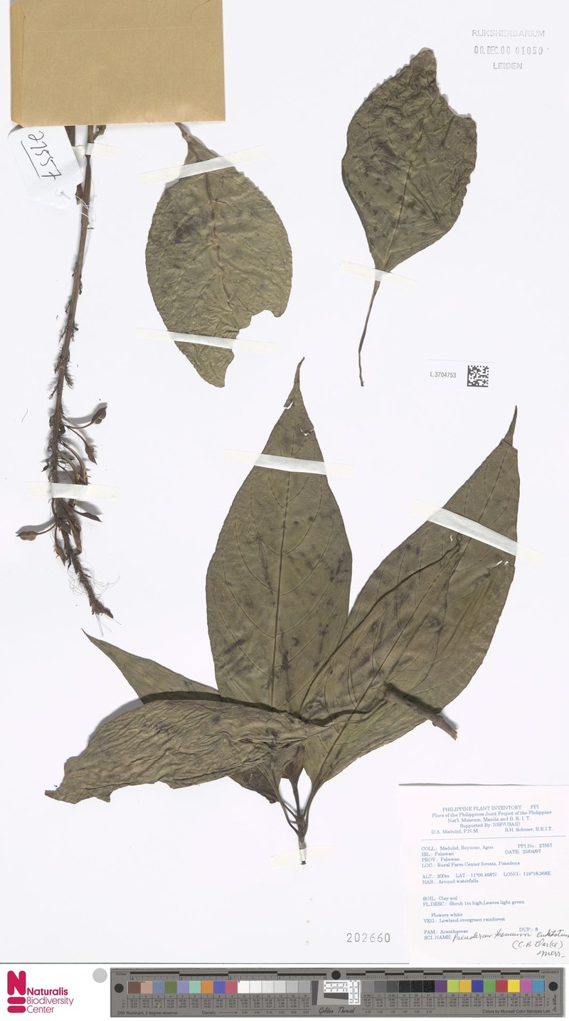 Pseuderanthemum curtatum photo 5