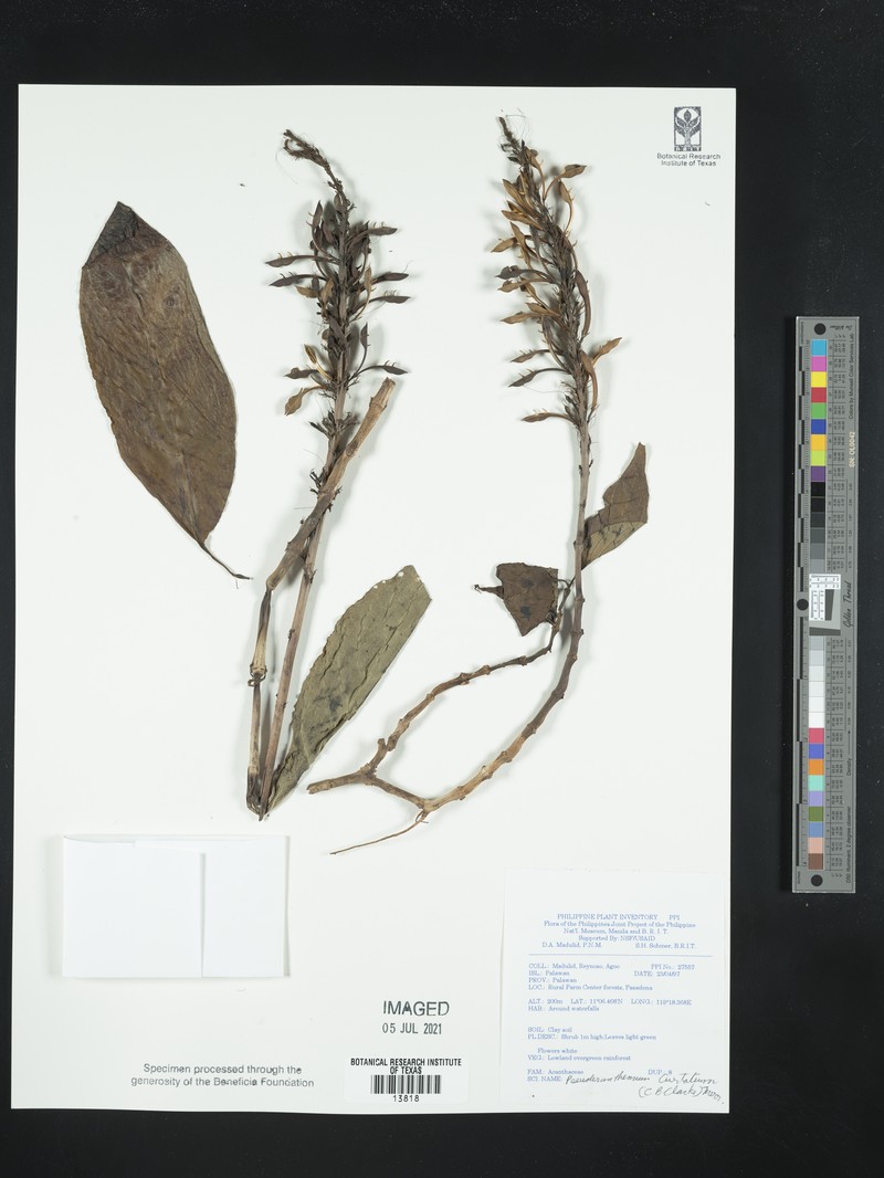 Pseuderanthemum curtatum photo 6