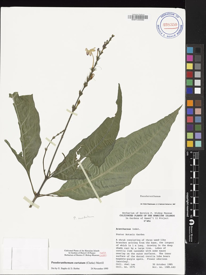Pseuderanthemum curtatum photo 7