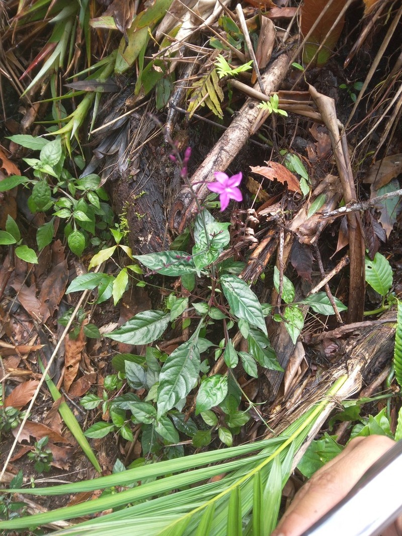 Pseuderanthemum cuspidatum