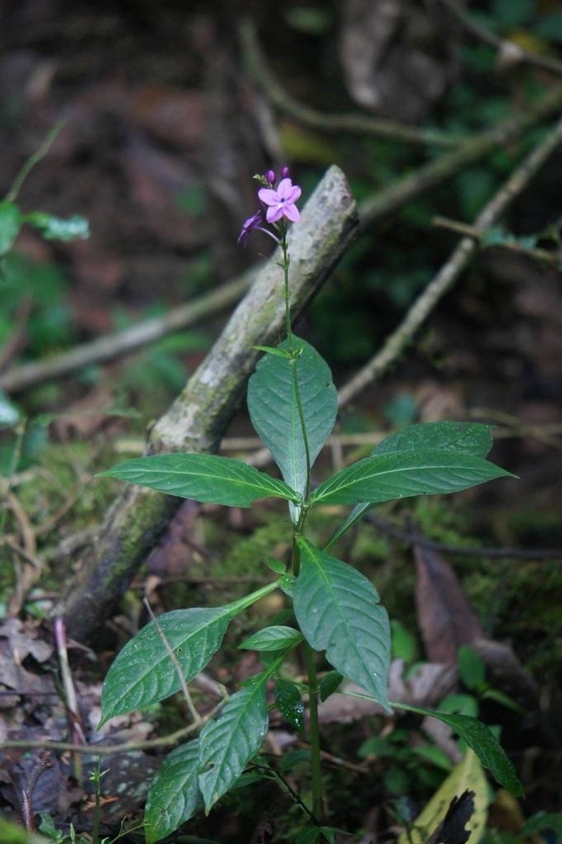 Pseuderanthemum cuspidatum photo 2