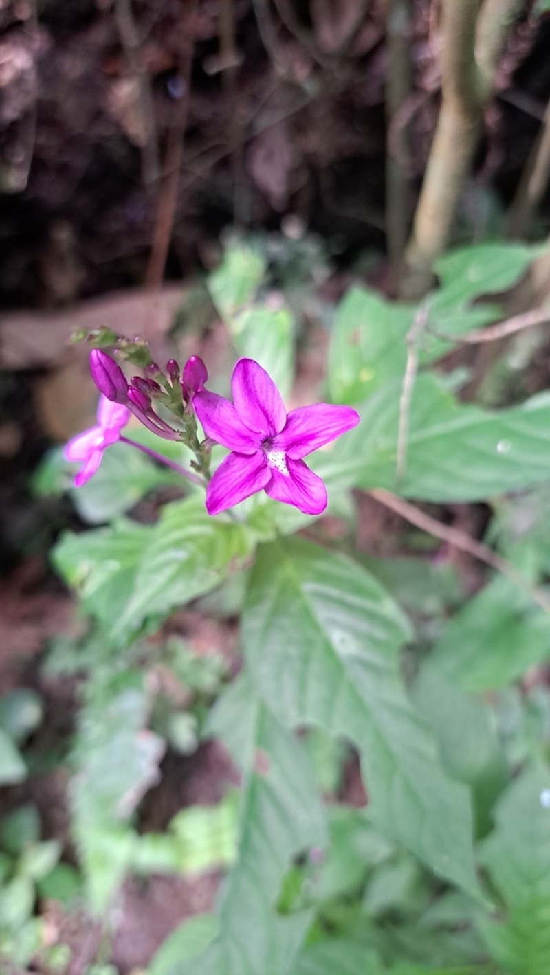 Pseuderanthemum cuspidatum photo 3