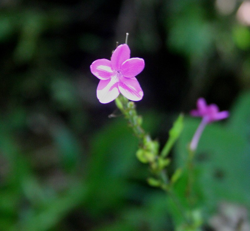 Pseuderanthemum cuspidatum photo 4