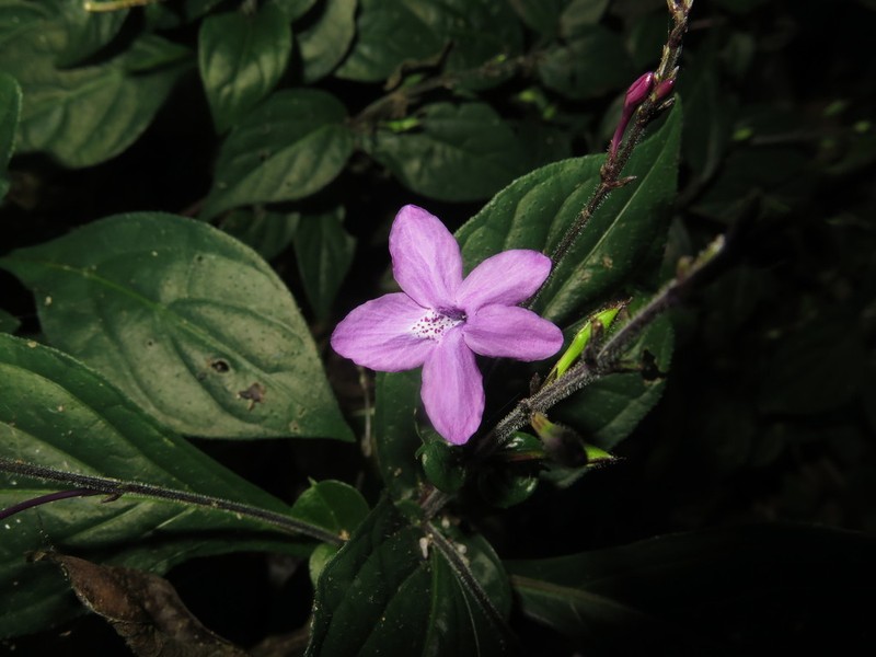 Pseuderanthemum cuspidatum photo 5