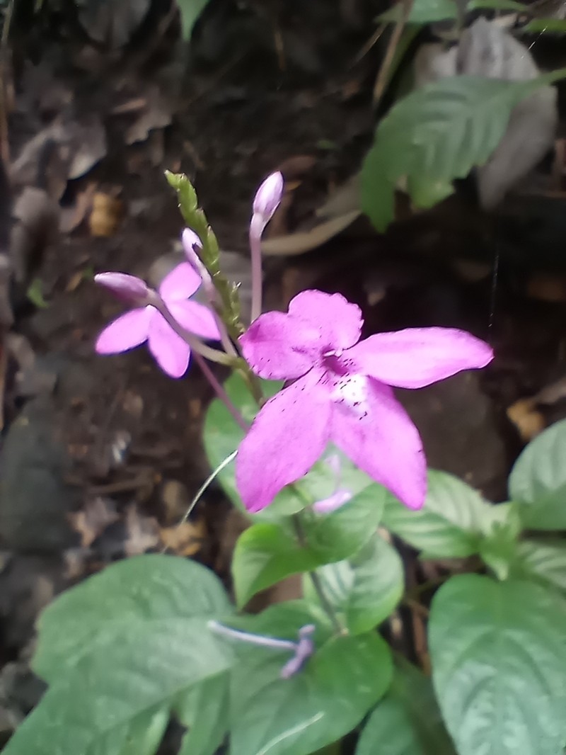 Pseuderanthemum cuspidatum photo 6