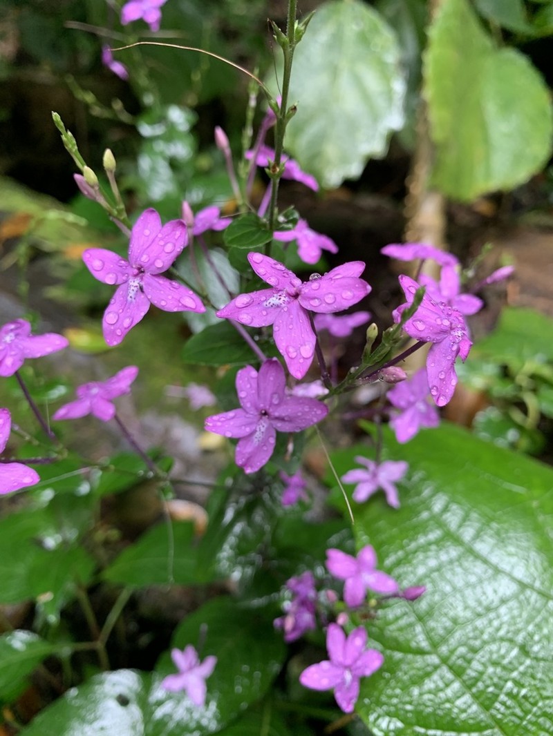 Pseuderanthemum cuspidatum photo 7