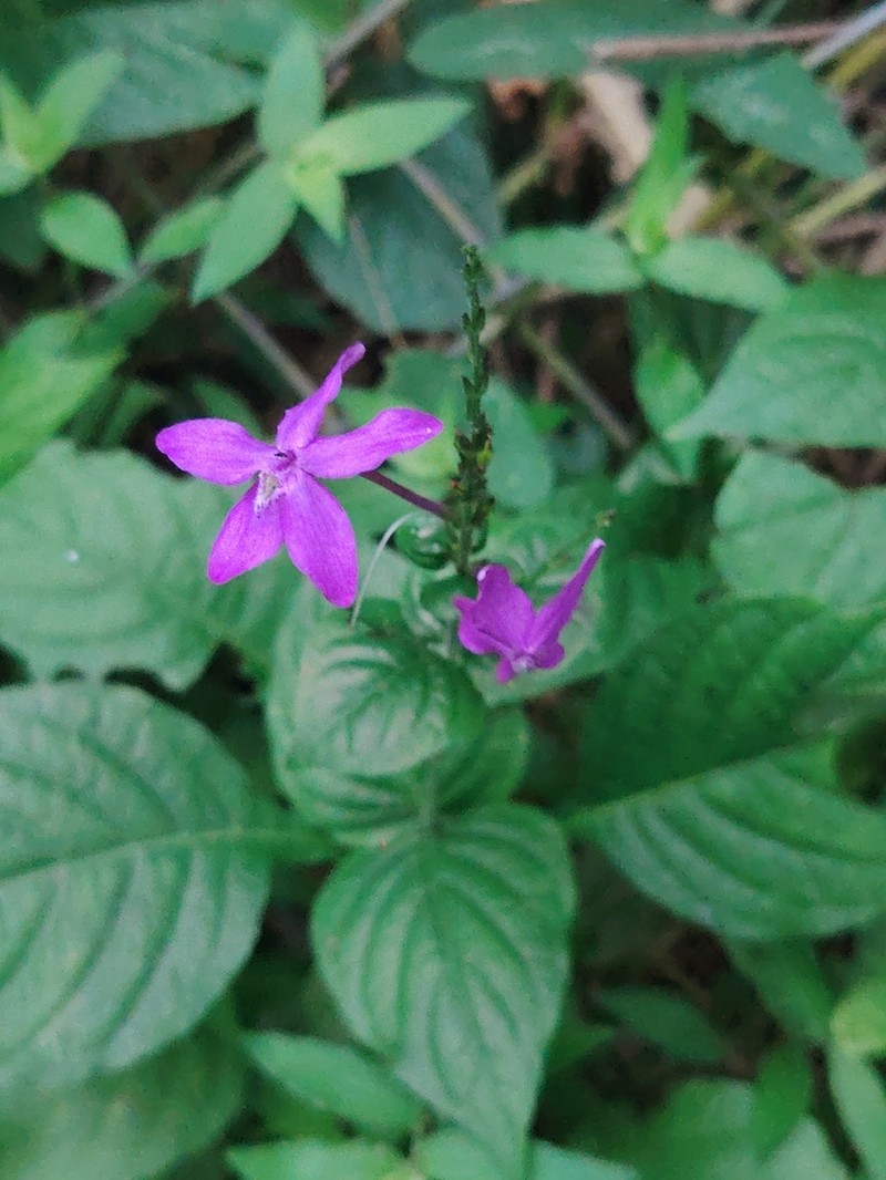 Pseuderanthemum cuspidatum photo 8