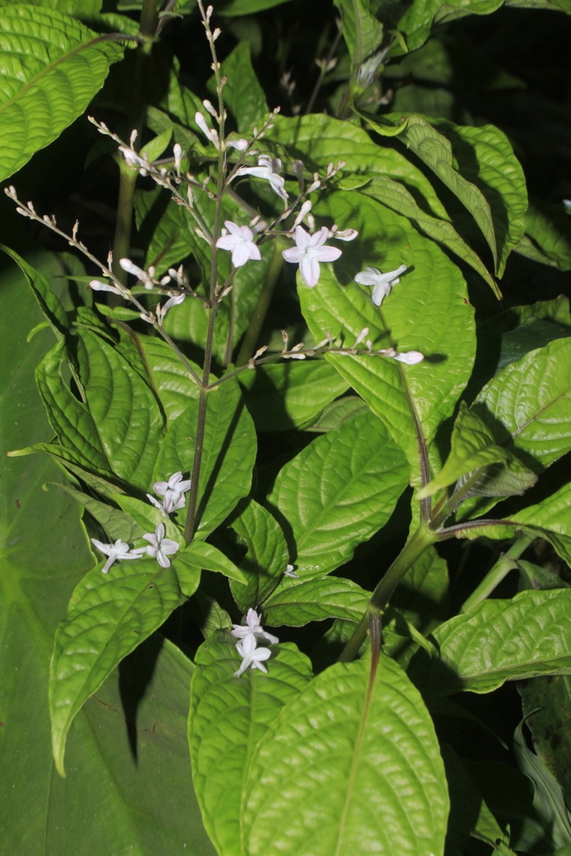 Pseuderanthemum dawei