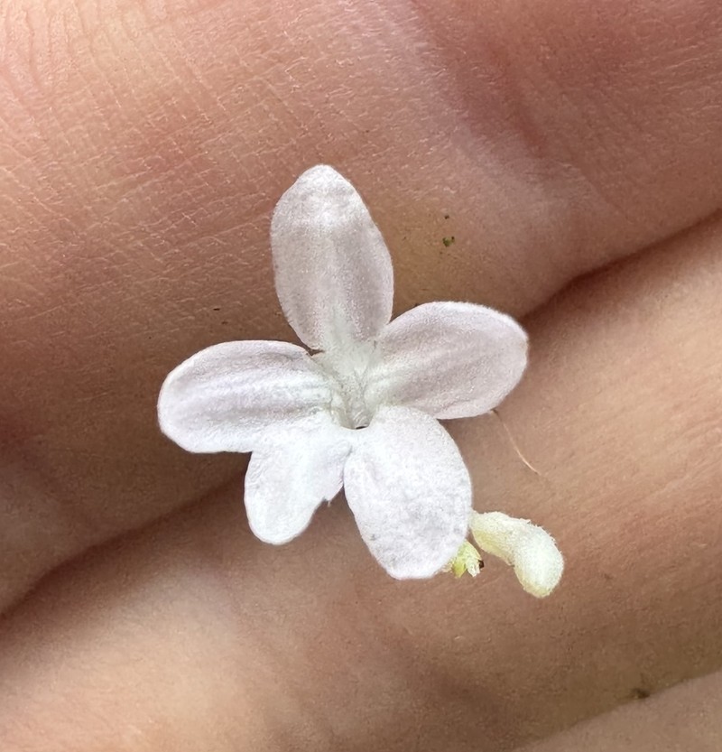 Pseuderanthemum dawei photo 3