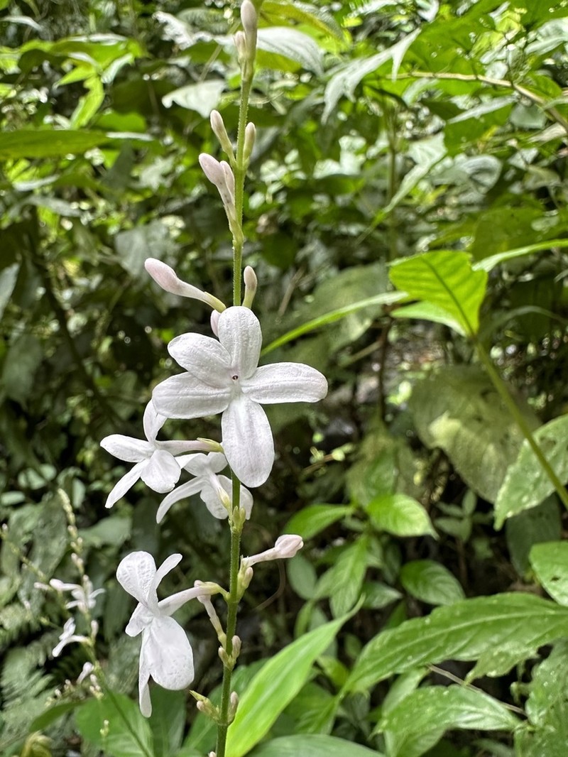Pseuderanthemum dawei photo 4