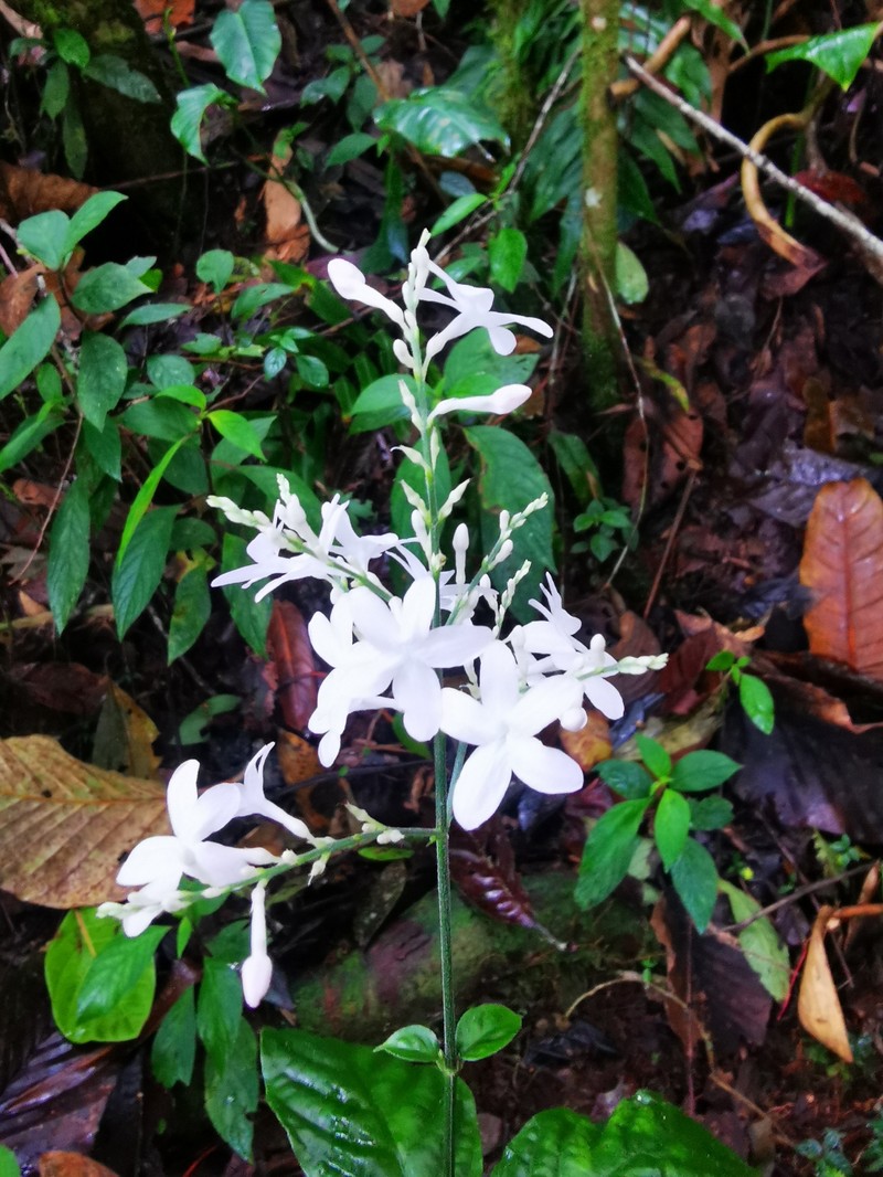 Pseuderanthemum dawei photo 5
