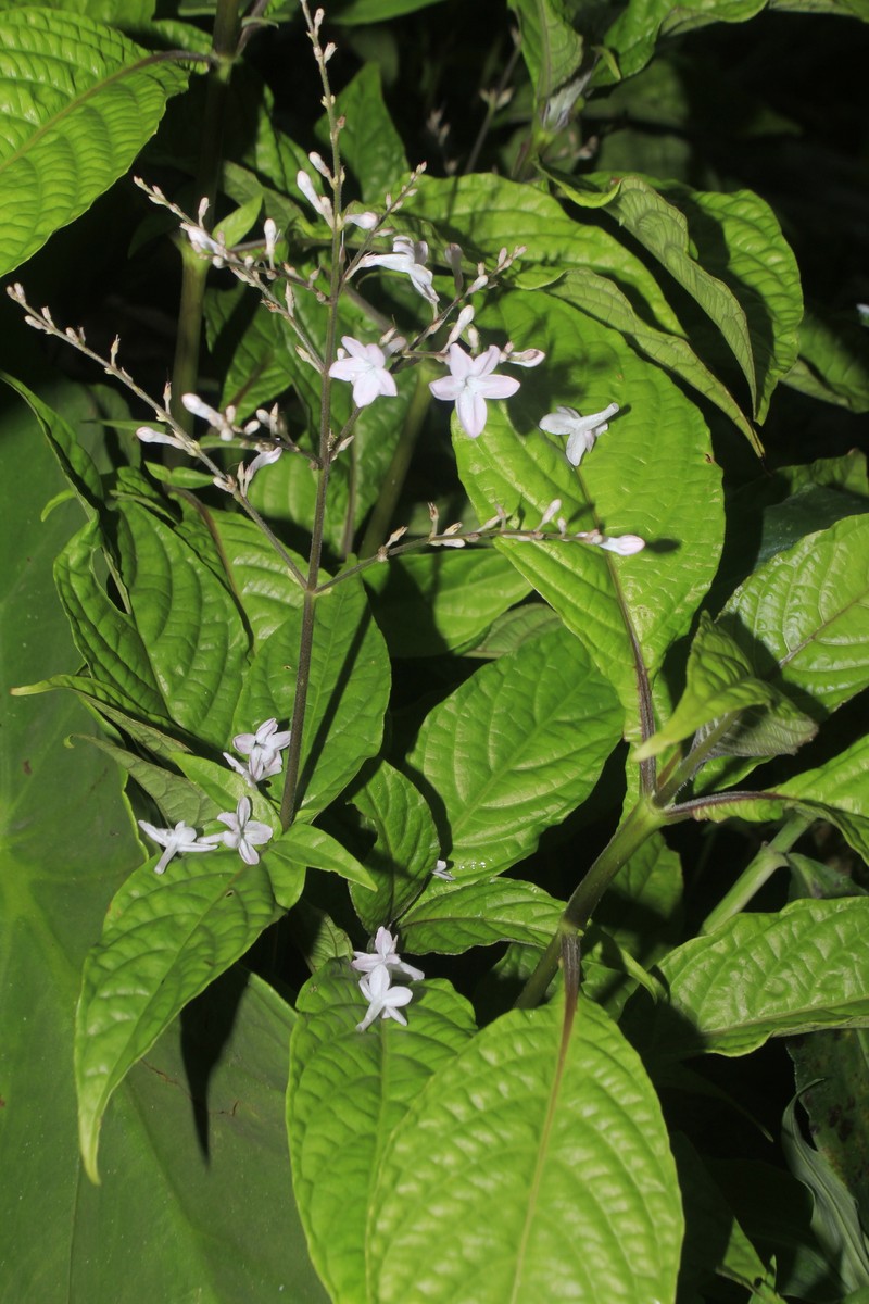 Pseuderanthemum dawei photo 6
