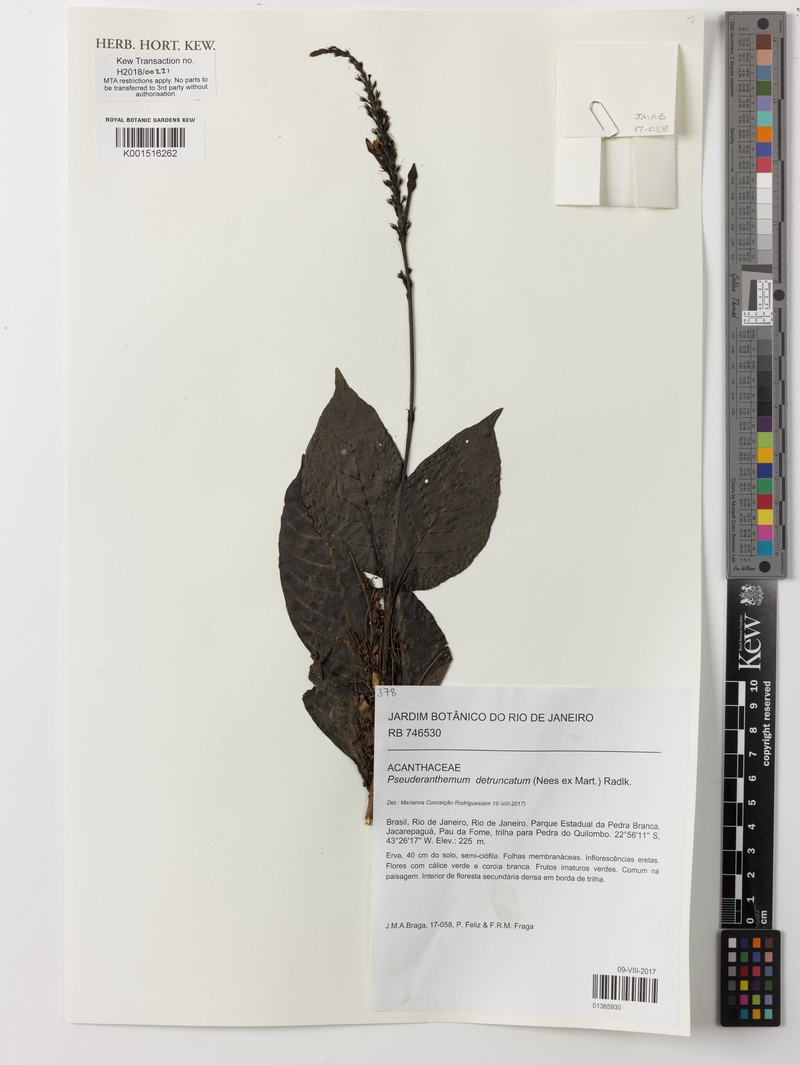Pseuderanthemum detruncatum