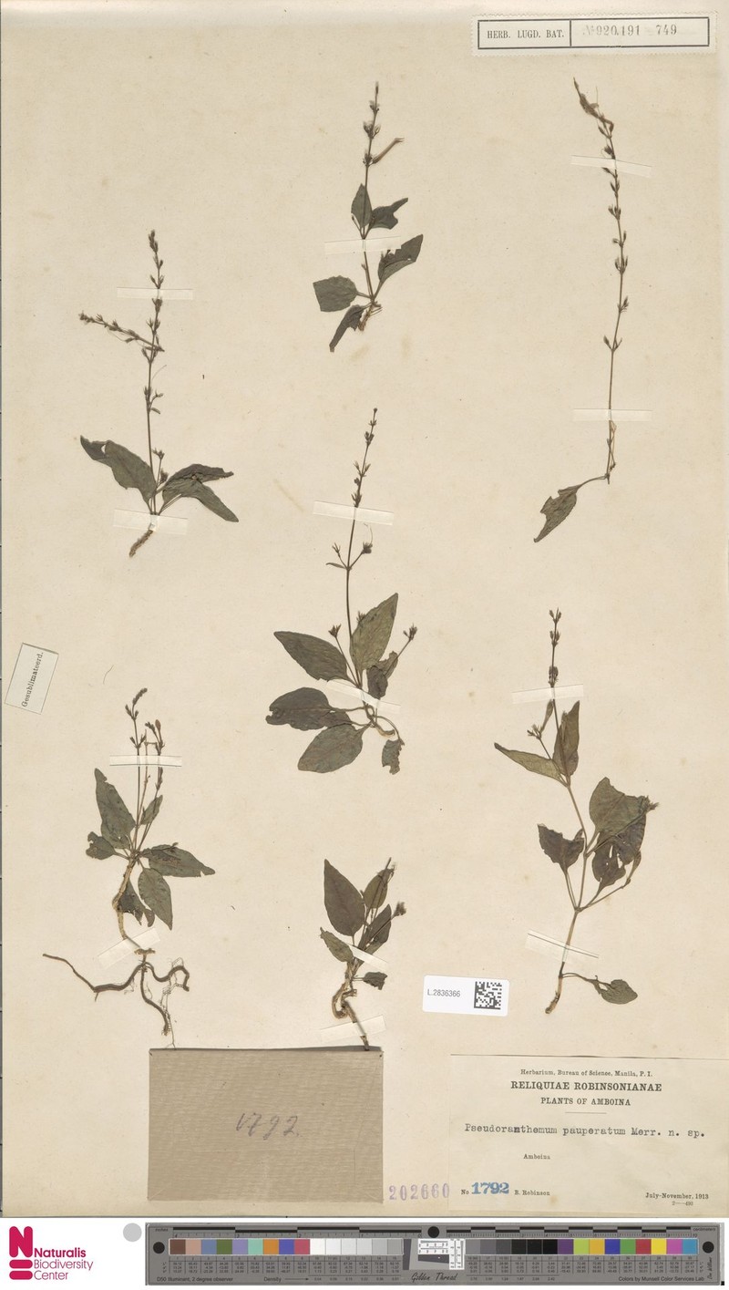 Pseuderanthemum diantherum