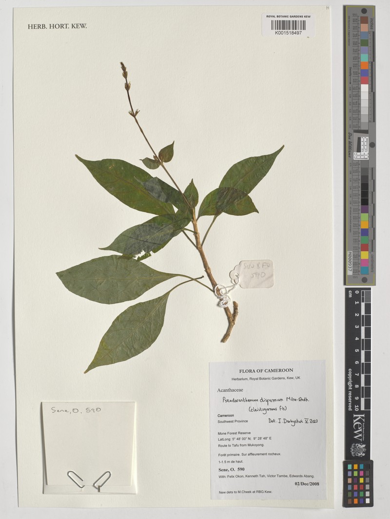 Pseuderanthemum dispermum