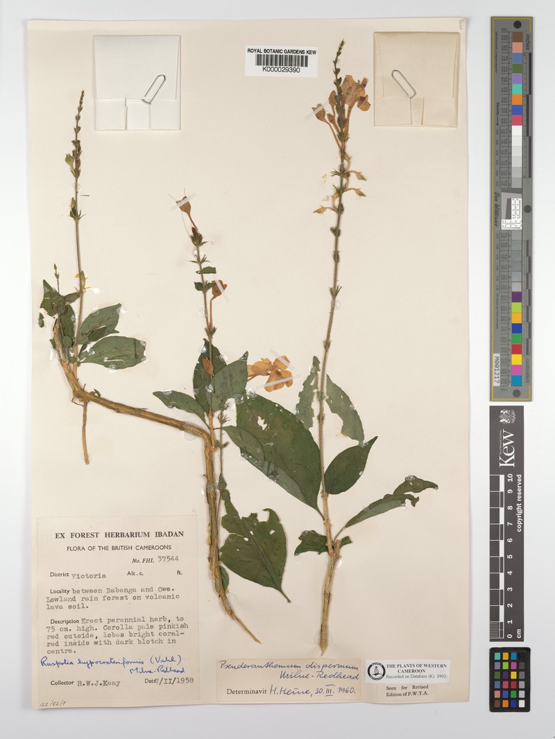 Pseuderanthemum dispermum photo 2