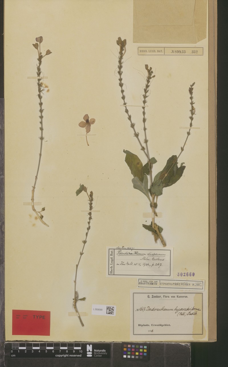 Pseuderanthemum dispermum photo 3