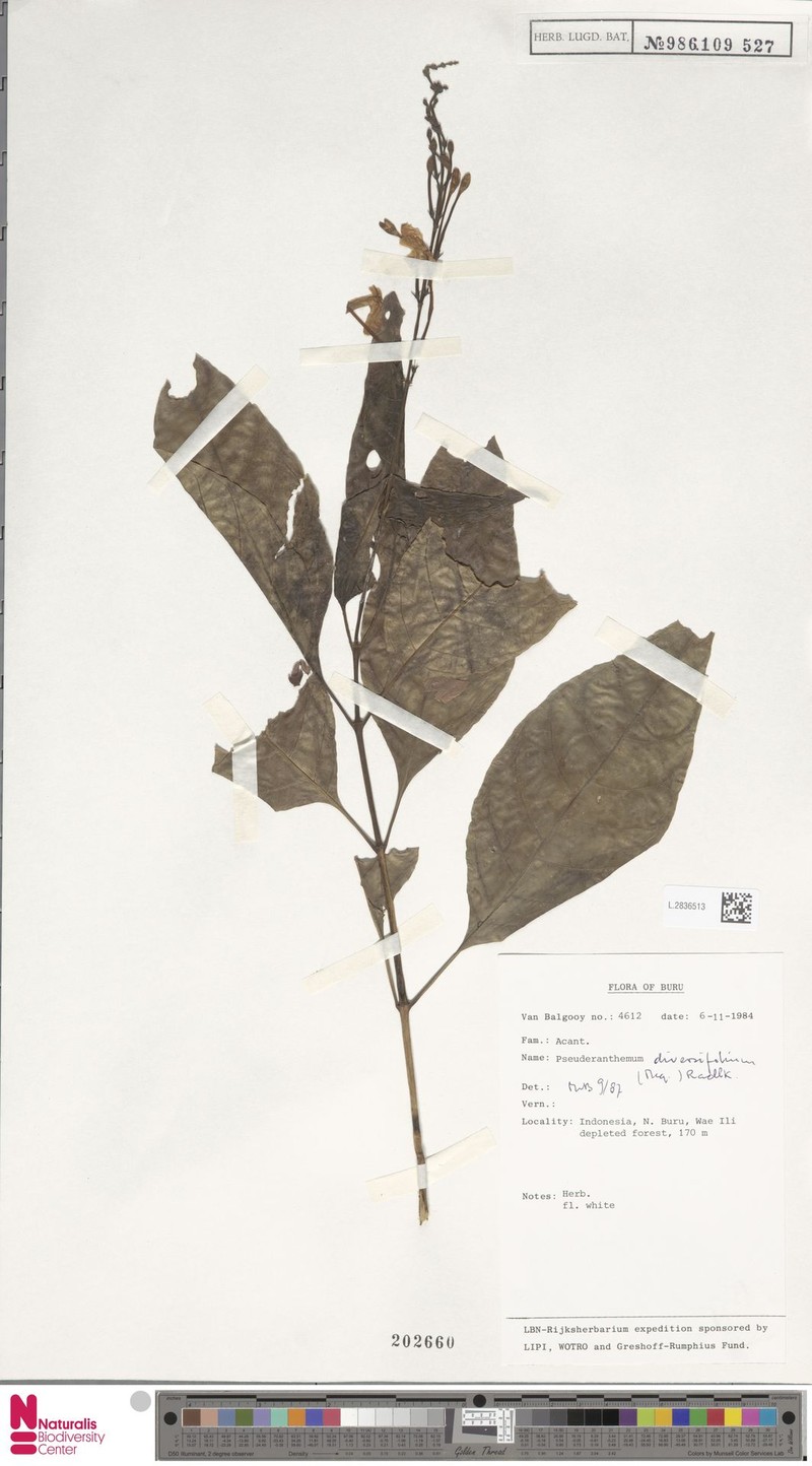 Pseuderanthemum diversifolium