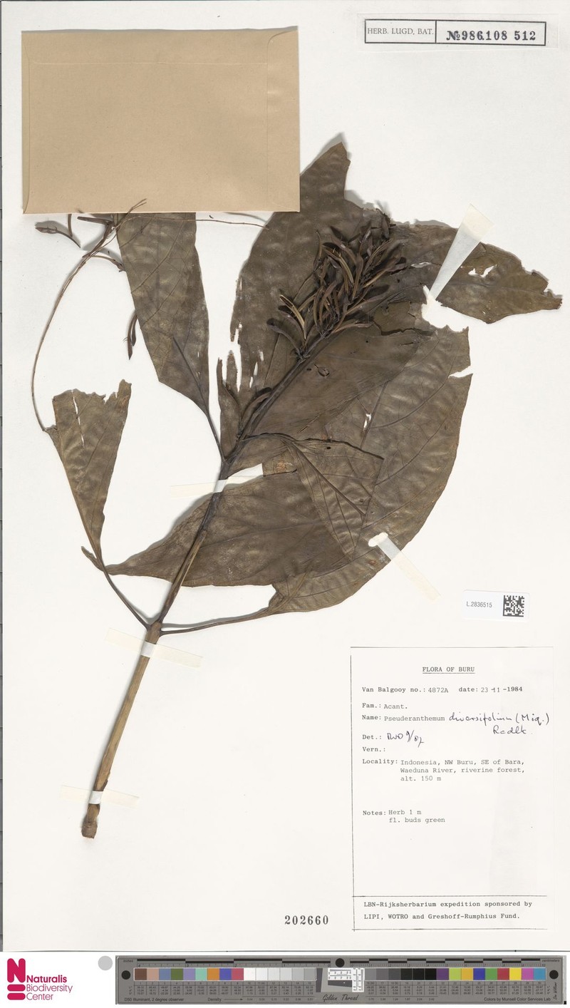 Pseuderanthemum diversifolium photo 2
