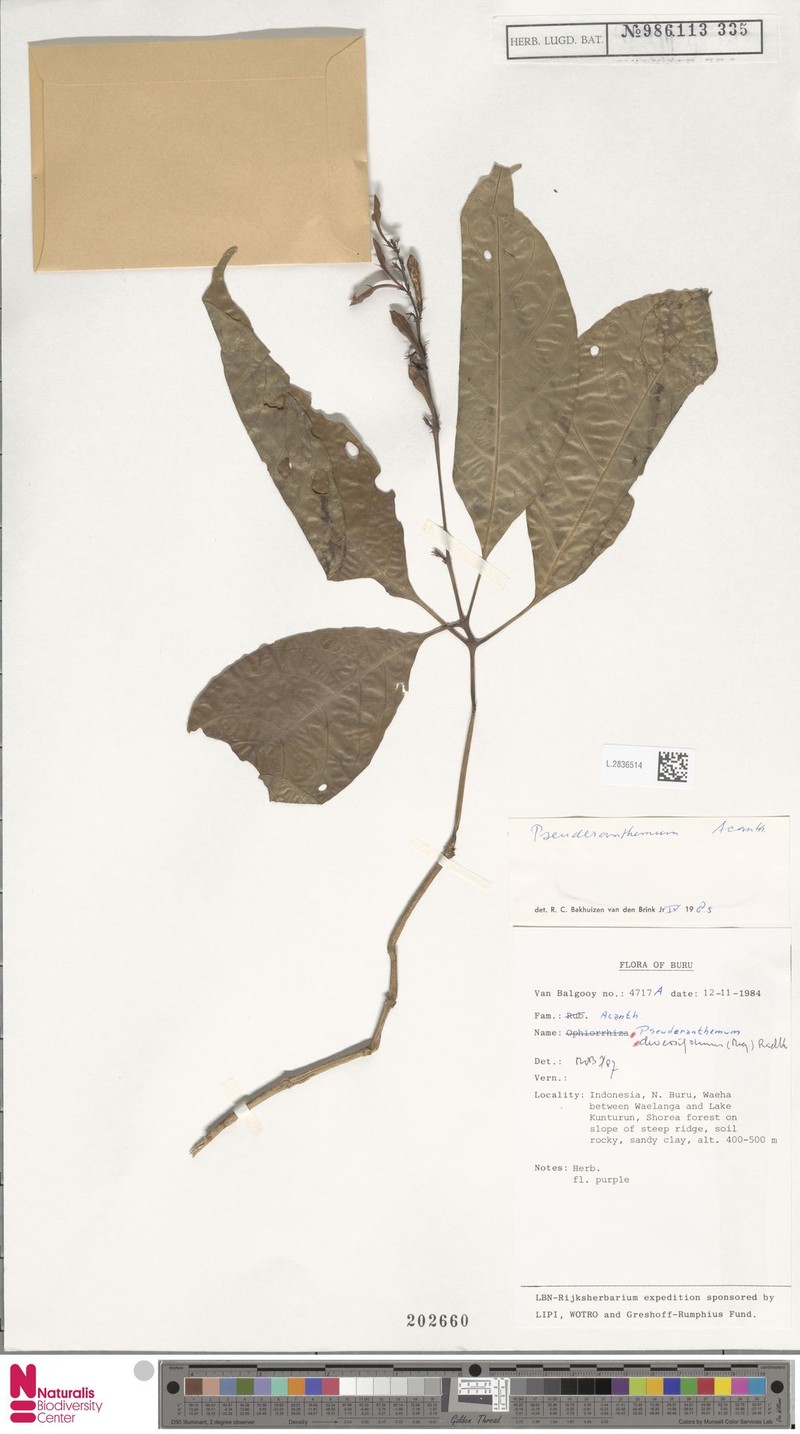 Pseuderanthemum diversifolium photo 3