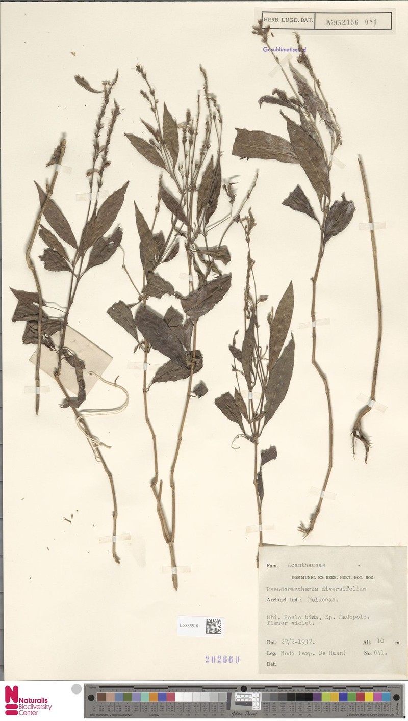 Pseuderanthemum diversifolium photo 4