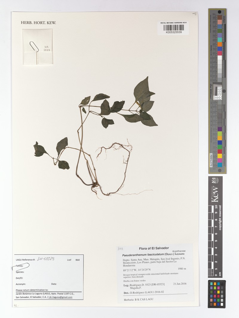 Pseuderanthemum fasciculatum