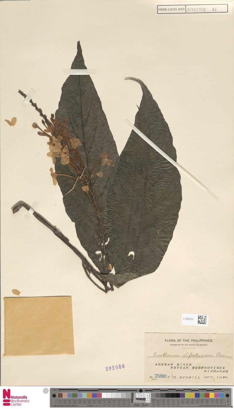 Pseuderanthemum fruticosum