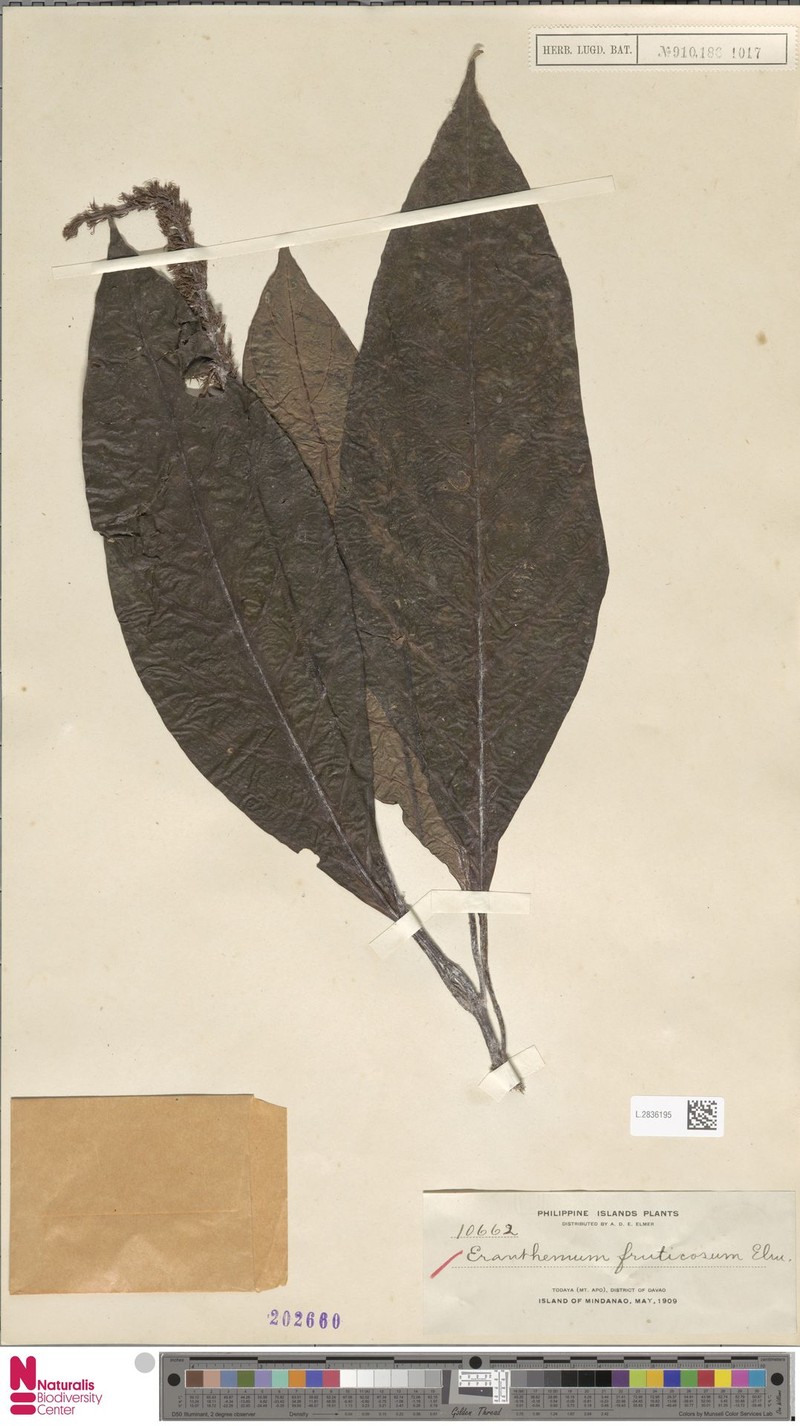 Pseuderanthemum fruticosum photo 2
