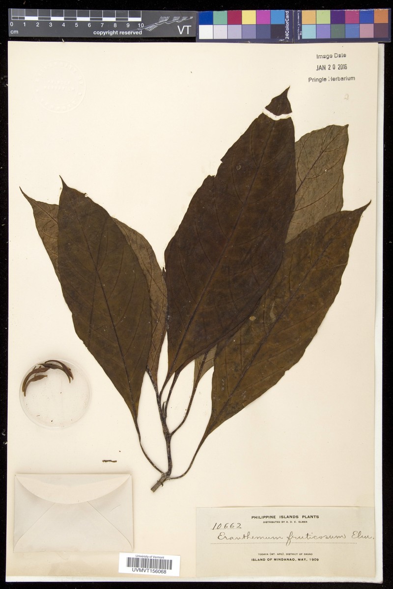 Pseuderanthemum fruticosum photo 3