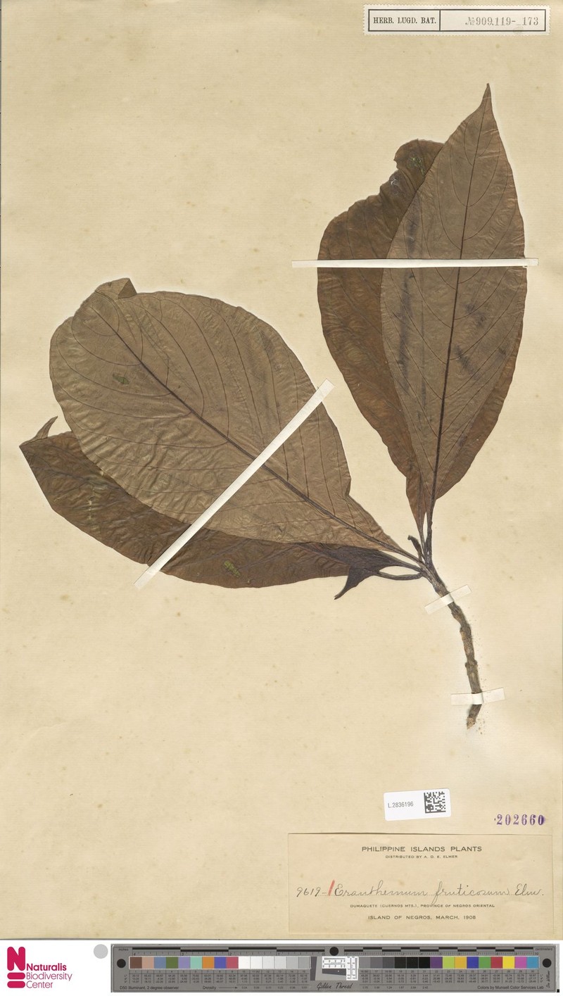 Pseuderanthemum fruticosum photo 4