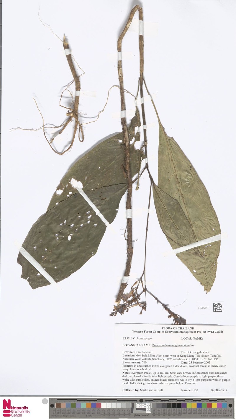 Pseuderanthemum glomeratum