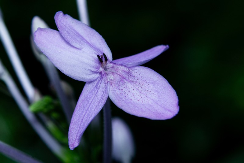 Pseuderanthemum graciliflorum