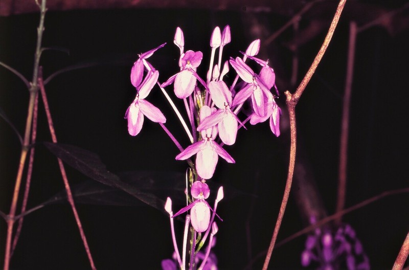 Pseuderanthemum graciliflorum photo 2
