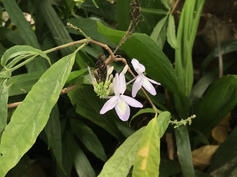 Pseuderanthemum graciliflorum photo 3
