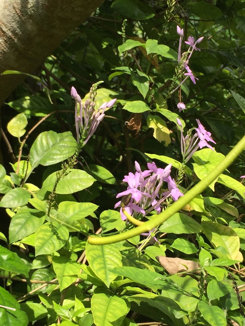 Pseuderanthemum graciliflorum photo 4