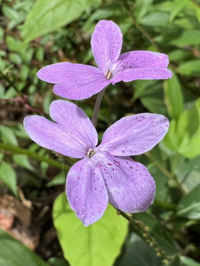 Pseuderanthemum graciliflorum photo 5