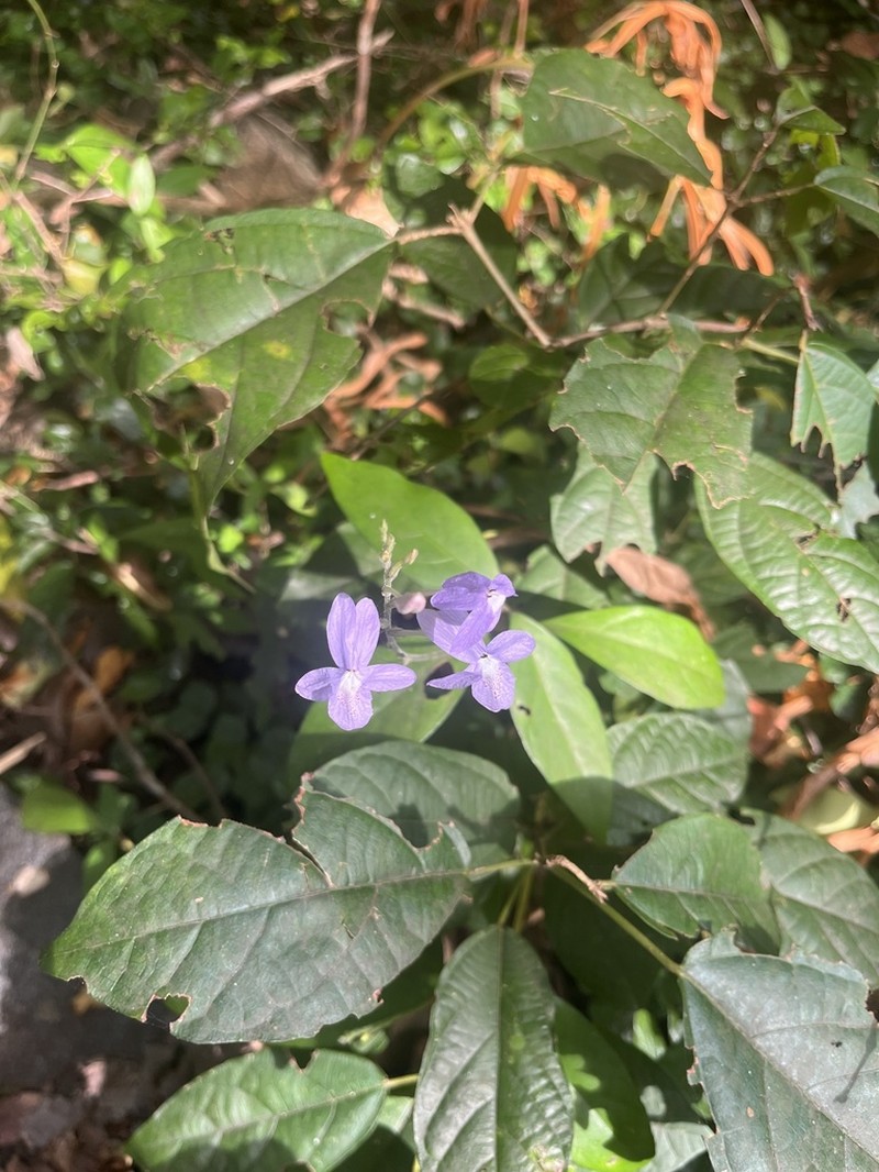 Pseuderanthemum graciliflorum photo 6