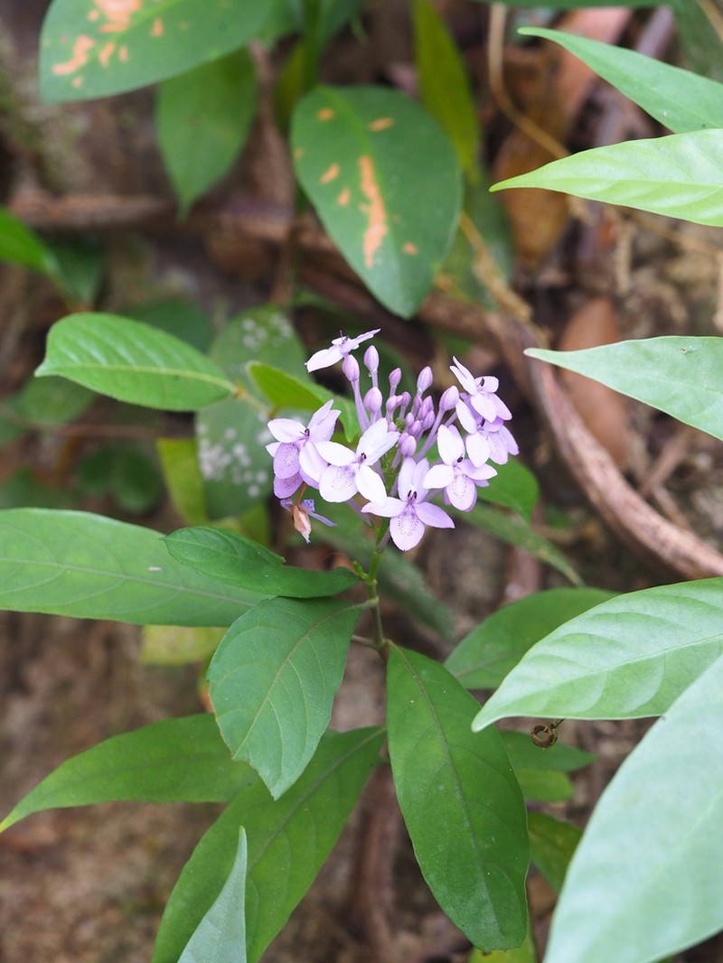 Pseuderanthemum graciliflorum photo 7