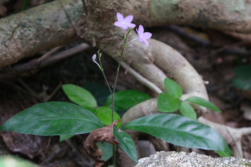 Pseuderanthemum graciliflorum photo 8