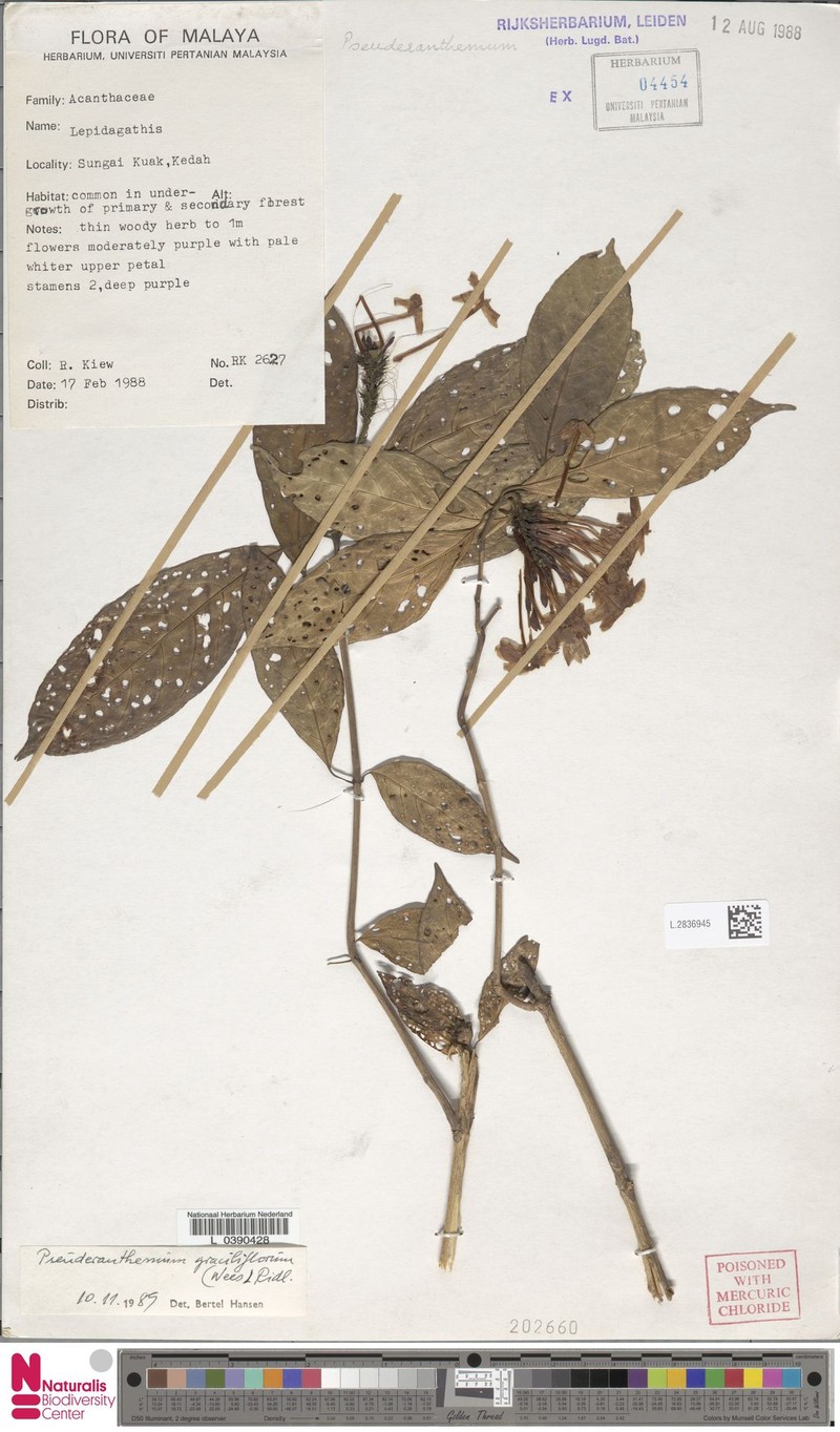 Pseuderanthemum grandiflorum photo 3