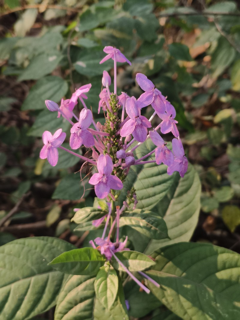 Pseuderanthemum grandiflorum