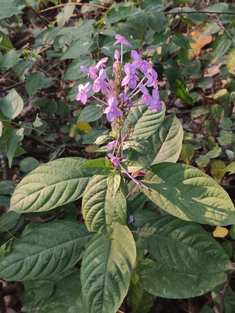 Pseuderanthemum grandiflorum photo 4